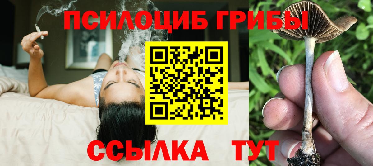 Псилоцибиновые грибы Psilocybe Магнитогорск